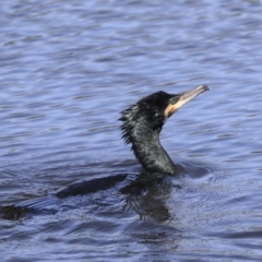 Phalacrocorax carbo (Great Cormorant) at Dickson Wetland Corridor - 20 Mar 2020 by AlisonMilton