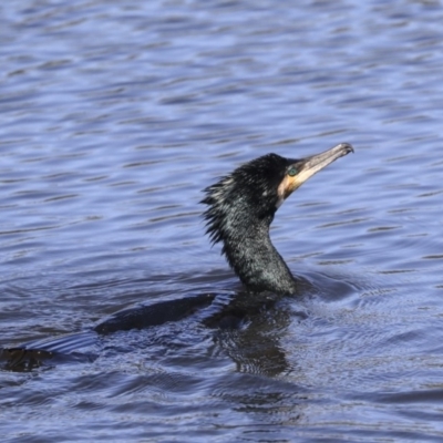 Phalacrocorax carbo (Great Cormorant) at Dickson, ACT - 20 Mar 2020 by Alison Milton