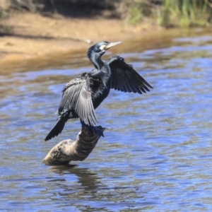 Phalacrocorax carbo at Dickson, ACT - 20 Mar 2020 12:21 PM