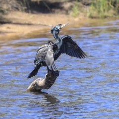 Phalacrocorax carbo at Dickson, ACT - 20 Mar 2020 12:21 PM