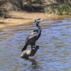 Phalacrocorax carbo at Dickson, ACT - 20 Mar 2020 12:21 PM