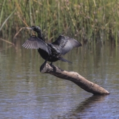 Phalacrocorax sulcirostris (Little Black Cormorant) at Dickson Wetland Corridor - 20 Mar 2020 by AlisonMilton