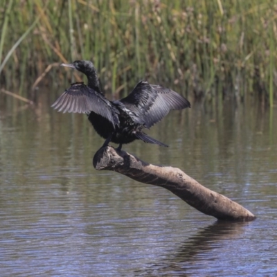 Phalacrocorax sulcirostris (Little Black Cormorant) at Dickson Wetland Corridor - 20 Mar 2020 by AlisonMilton