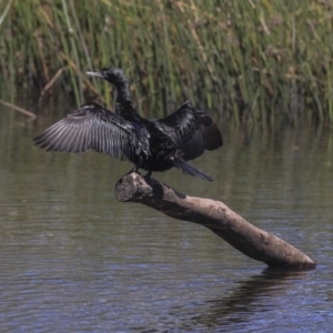 Phalacrocorax sulcirostris at Dickson, ACT - 20 Mar 2020 11:20 AM