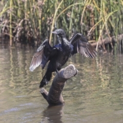 Phalacrocorax sulcirostris at Dickson, ACT - 20 Mar 2020 11:20 AM