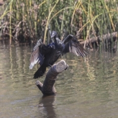 Phalacrocorax sulcirostris at Dickson, ACT - 20 Mar 2020