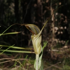 Diplodium coccinum (Scarlet Greenhood) at Brindabella National Park - 21 Mar 2020 by shoko