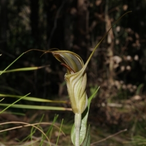 Diplodium coccinum at Uriarra, NSW - 22 Mar 2020