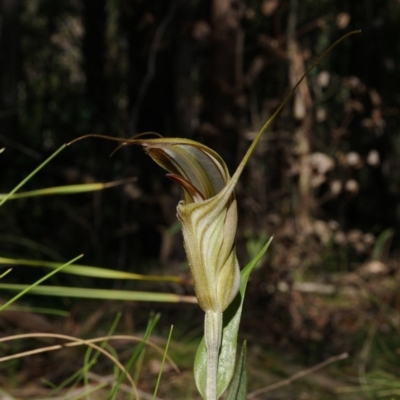 Diplodium coccinum (Scarlet Greenhood) at Uriarra, NSW - 21 Mar 2020 by shoko