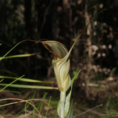 Diplodium coccinum (Scarlet Greenhood) at Brindabella National Park - 21 Mar 2020 by shoko