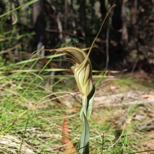 Diplodium coccinum at Uriarra, NSW - 22 Mar 2020