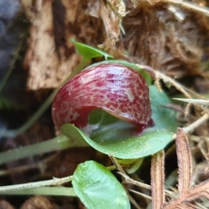 Corysanthes hispida at Uriarra, NSW - 22 Mar 2020