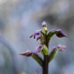 Genoplesium nudum (Tiny Midge Orchid) at Brindabella National Park - 22 Mar 2020 by shoko