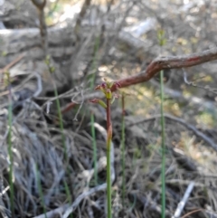 Corunastylis nuda at Uriarra, NSW - suppressed