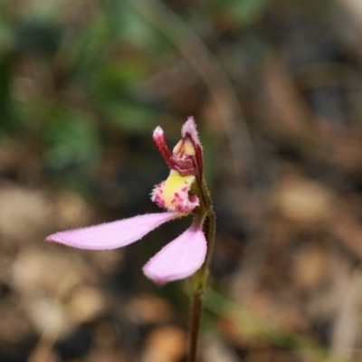 Eriochilus magenteus (Magenta Autumn Orchid) at Uriarra, NSW - 22 Mar 2020 by shoko