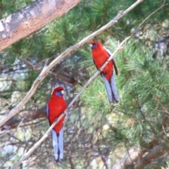 Platycercus elegans (Crimson Rosella) at Alpine - 1 Oct 2018 by JanHartog