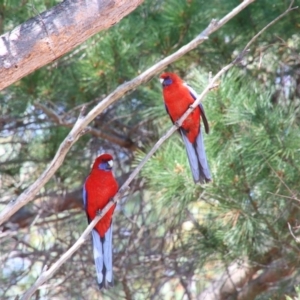 Platycercus elegans at Alpine, NSW - 1 Oct 2018 11:30 AM