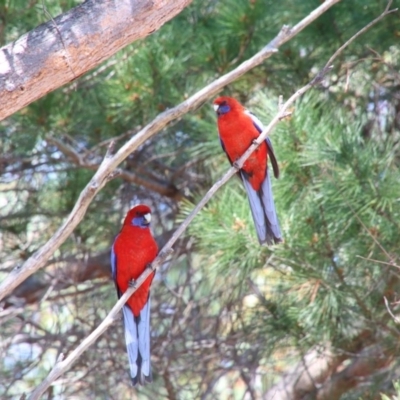 Platycercus elegans (Crimson Rosella) at Alpine, NSW - 1 Oct 2018 by JanHartog