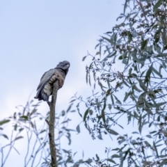 Callocephalon fimbriatum (Gang-gang Cockatoo) at Penrose - 18 Mar 2020 by Aussiegall
