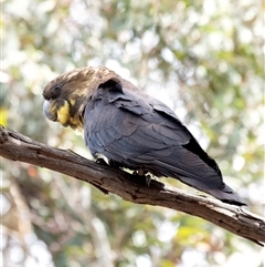 Calyptorhynchus lathami (Glossy Black-Cockatoo) at Wingello - 21 Mar 2020 by Aussiegall