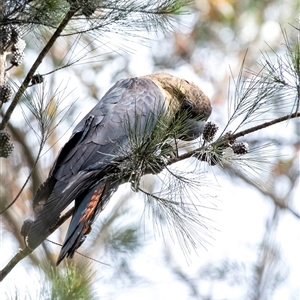 Calyptorhynchus lathami lathami at Wingello, NSW - suppressed