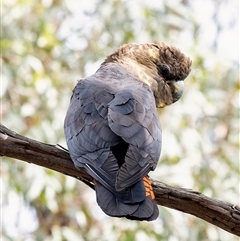 Calyptorhynchus lathami lathami at Wingello, NSW - suppressed