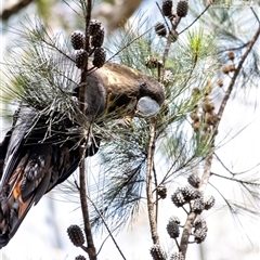 Calyptorhynchus lathami lathami at Wingello, NSW - suppressed