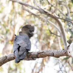Calyptorhynchus lathami at Wingello, NSW - 22 Mar 2020