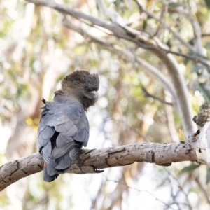 Calyptorhynchus lathami at Wingello, NSW - 22 Mar 2020