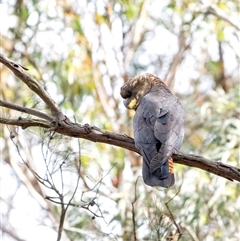 Calyptorhynchus lathami lathami at Wingello, NSW - suppressed