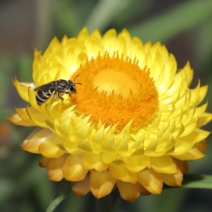 Lipotriches (Austronomia) phanerura at Acton, ACT - 17 Mar 2020