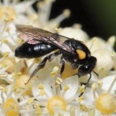 Leioproctus (Leioproctus) irroratus (Yellow-shouldered Bee) at Acton, ACT - 17 Mar 2020 by TimL