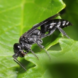 Crabroninae (subfamily) at Acton, ACT - 17 Mar 2020