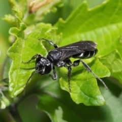 Crabroninae (subfamily) at Acton, ACT - 17 Mar 2020