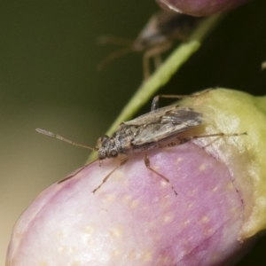 Nysius vinitor at Michelago, NSW - 14 Dec 2019 12:12 PM