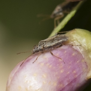 Nysius vinitor at Michelago, NSW - 14 Dec 2019