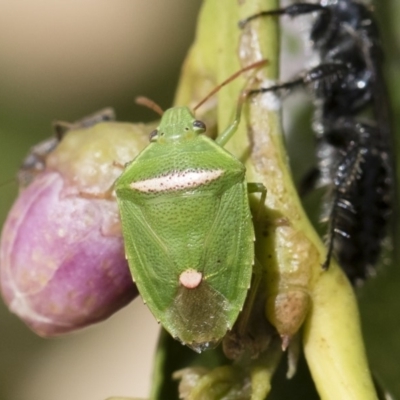Ocirrhoe unimaculata (Green Stink Bug) at Michelago, NSW - 14 Dec 2019 by Illilanga
