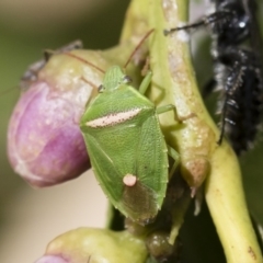 Ocirrhoe unimaculata at Michelago, NSW - 14 Dec 2019 12:09 PM