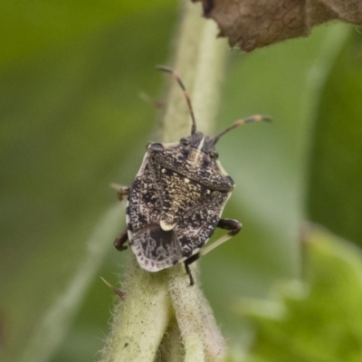 Oncocoris geniculatus (A shield bug) at Illilanga & Baroona - 16 Dec 2018 by Illilanga