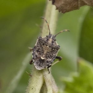 Oncocoris geniculatus at Michelago, NSW - 16 Dec 2018