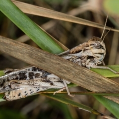 Gastrimargus musicus (Yellow-winged Locust or Grasshopper) at Bruce, ACT - 25 Jan 2019 by Bron