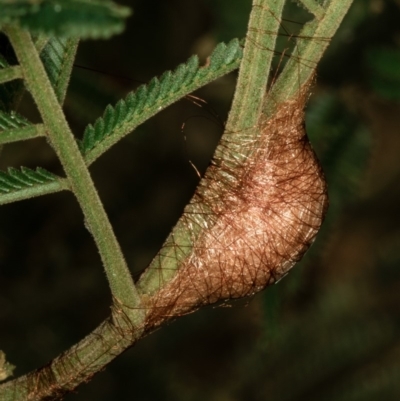 Austracantha minax (Christmas Spider, Jewel Spider) at Bruce Ridge - 24 Jan 2019 by Bron