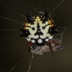 Austracantha minax at Bruce, ACT - 25 Jan 2019 02:21 AM