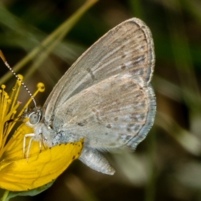 Zizina otis (Common Grass-Blue) at Bruce Ridge - 24 Jan 2019 by Bron