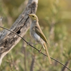 Ptilotula penicillata (White-plumed Honeyeater) at Illilanga & Baroona - 29 Dec 2019 by Illilanga