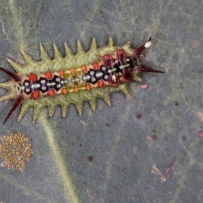 Doratifera quadriguttata and casta (Four-spotted Cup Moth) at Bruce, ACT - 25 Jan 2019 by Bron