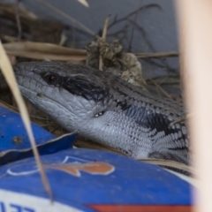 Tiliqua scincoides scincoides (Eastern Blue-tongue) at Illilanga & Baroona - 17 Dec 2019 by Illilanga