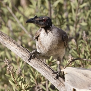 Philemon corniculatus at Michelago, NSW - 19 Dec 2019 04:50 PM