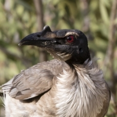 Philemon corniculatus at Michelago, NSW - 19 Dec 2019 04:50 PM