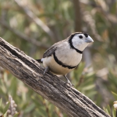 Stizoptera bichenovii (Double-barred Finch) at Illilanga & Baroona - 20 Dec 2019 by Illilanga